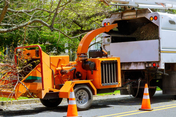 How Our Tree Care Process Works  in  Sarasota Springs, FL